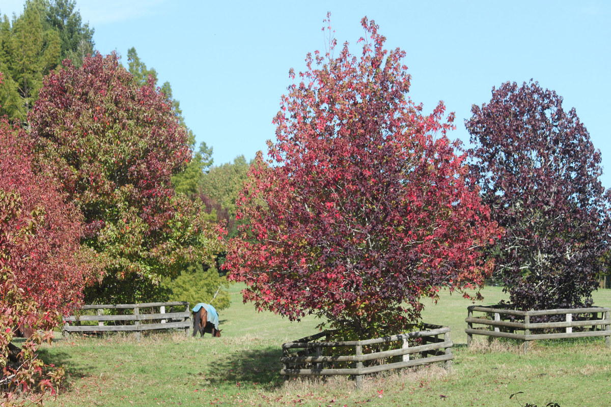 Liquidambar (2).jpg